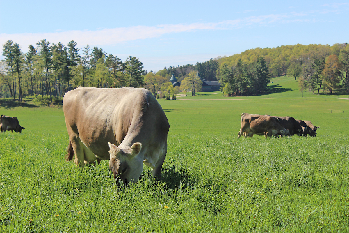 brown cows grazing in pasture