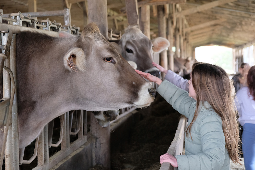 Young girl inside a barn patting the head of a Brown Swiss cow