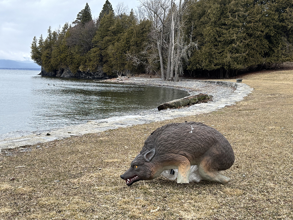plastic decoy coyote crouches on lawn beside lakeshore