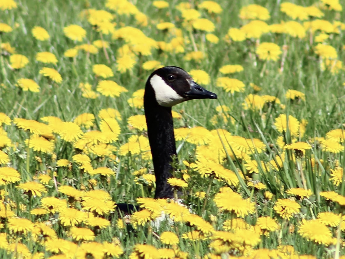 a single Canada goose peeks its head and neck up from a lawn full of yellow dandelions