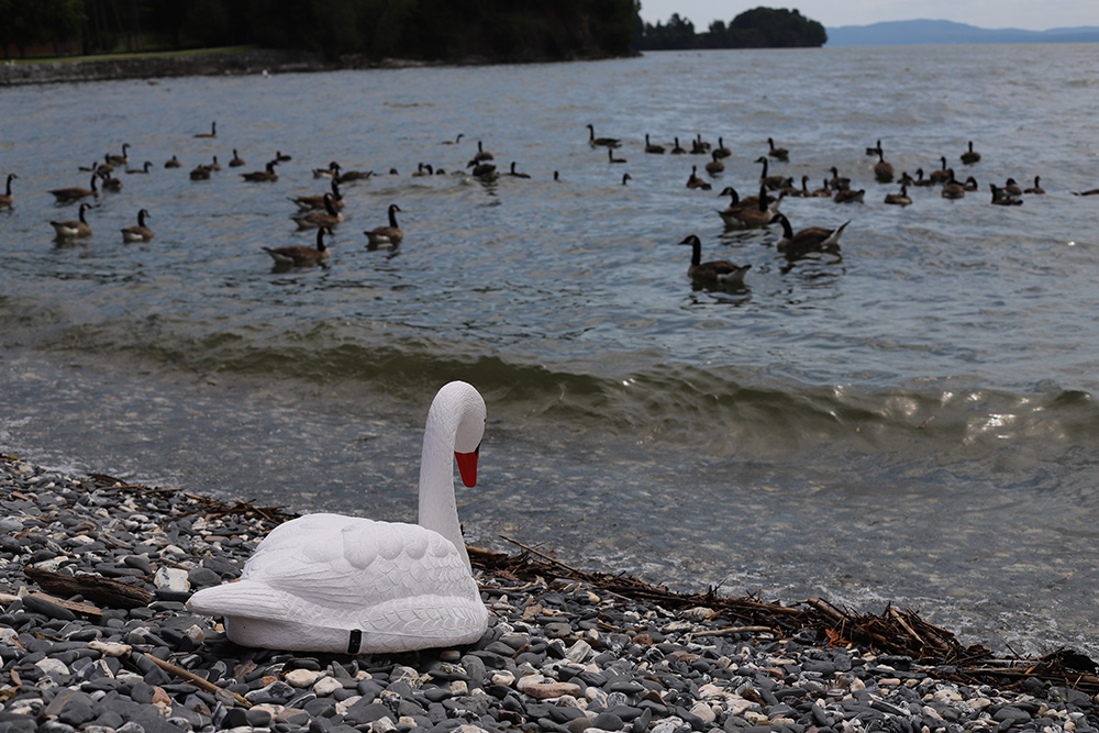 plastic swan on lake beach with lots of Canada geese in the water