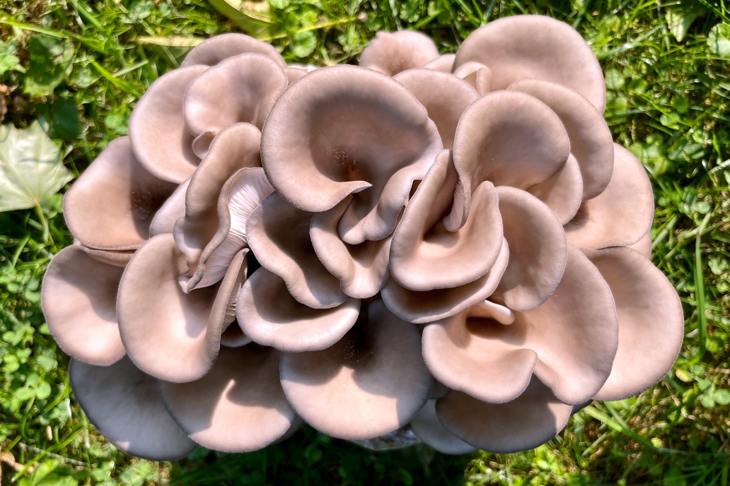Madcap mushroom