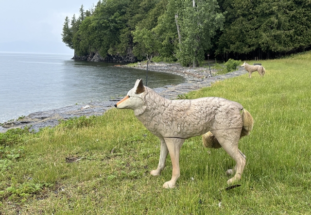 coyote decoy stands on lawn beside lakeshore