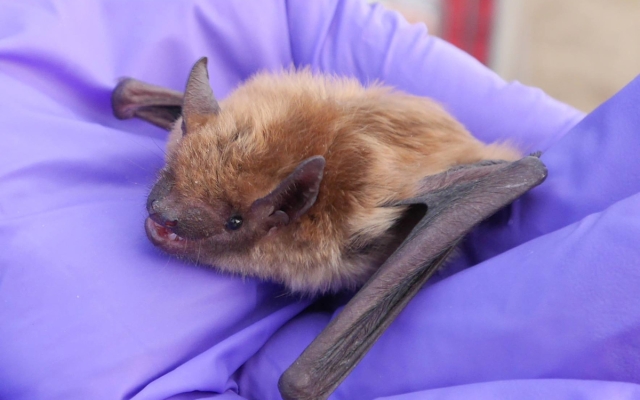 bat in hand
