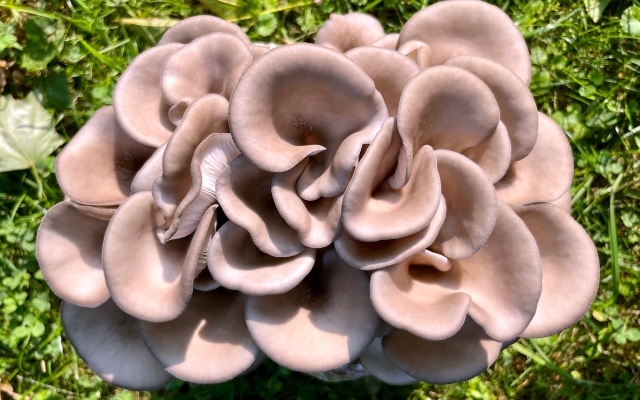 Madcap mushroom