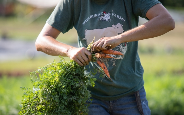 gardener picking carrots at the Market Garden