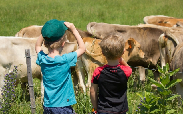 kids looking at cows